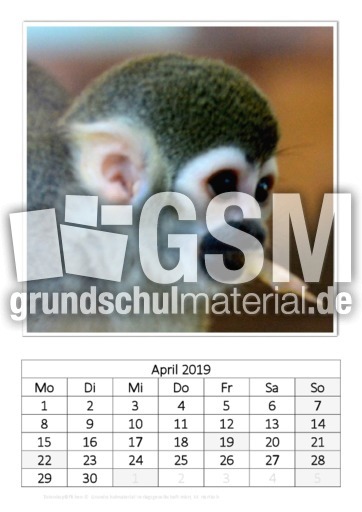 April_Totenkopfäffchen.pdf